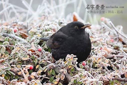 姓索男孩起名命里缺木